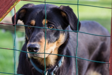 Zbiórka dla Schroniska dla bezdomnych zwierząt OTOZ Animals w Dąbrówce